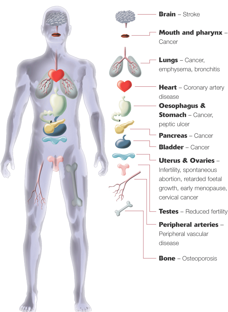 Diagram Of Internal Organs Body Organs Diagram Printable Diagram