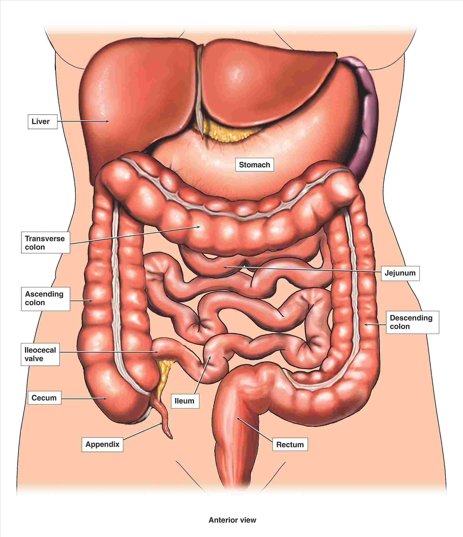 Diagram Of Internal Organs Free Anatomy Chart Of Human Internal Organs Human Body Organs