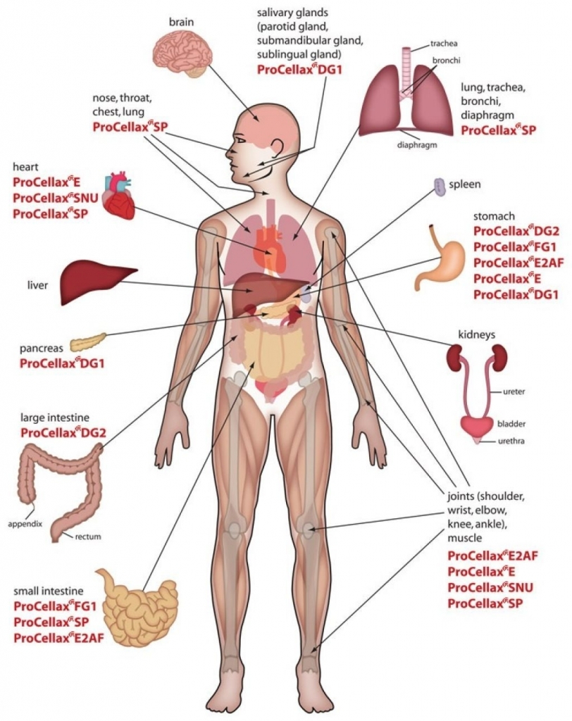 Diagram Of Internal Organs Human Anatomy Chart Internal Organs