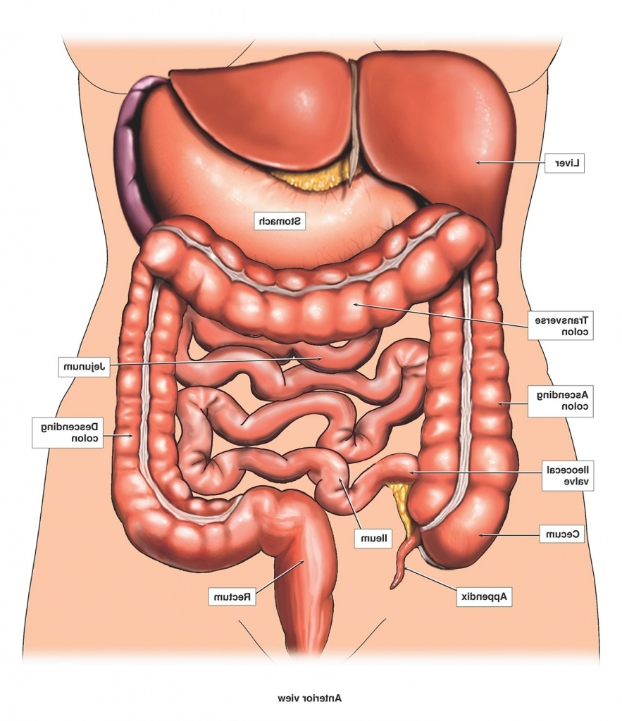 Diagram Of Internal Organs Human Body Internal Organs