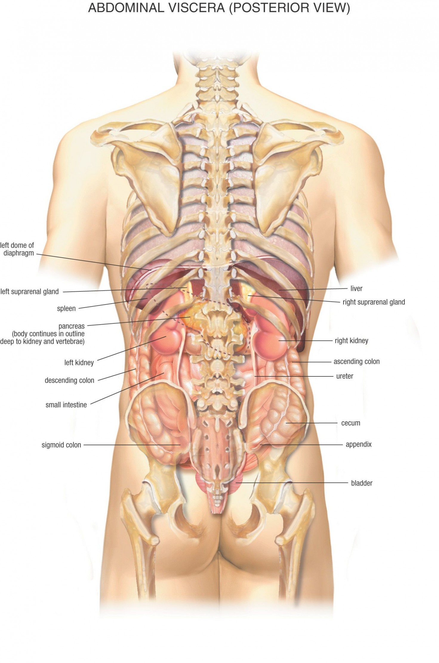 Diagram Of Internal Organs Human Heart Unlabeled Diagram Awesome Human Internal Organs Diagram