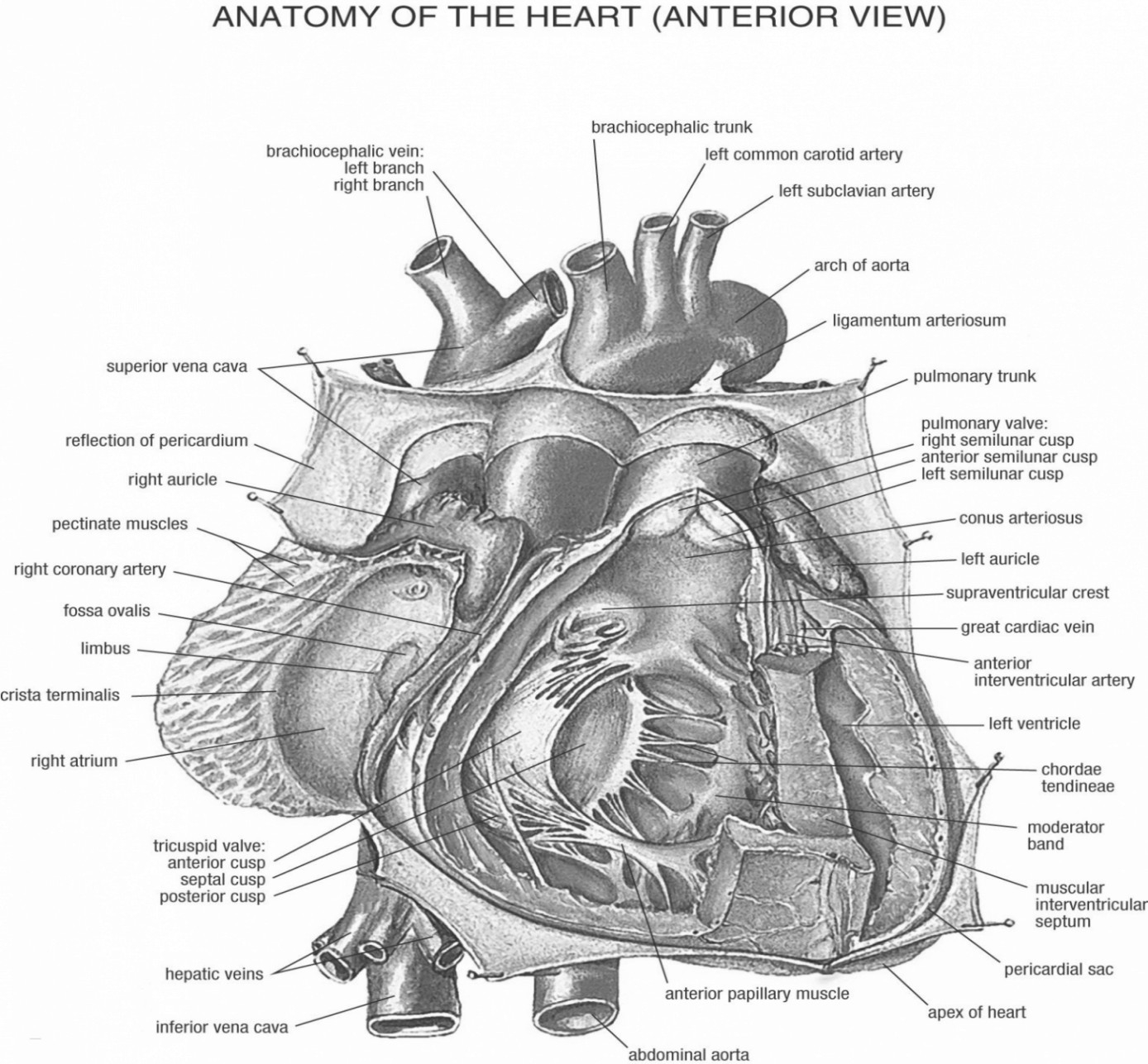 Diagram Of Internal Organs Internal Human Organs Steven Hill