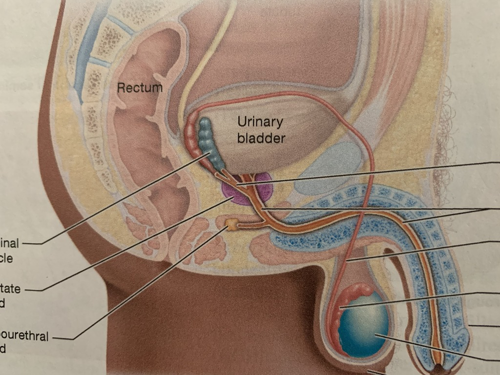 Diagram Of Internal Organs Internal Organs Male Reproductive System Diagram Quizlet