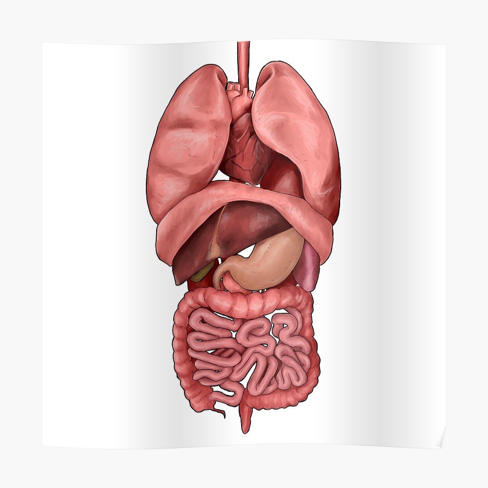 Diagram Of Internal Organs Internal Organs Poster