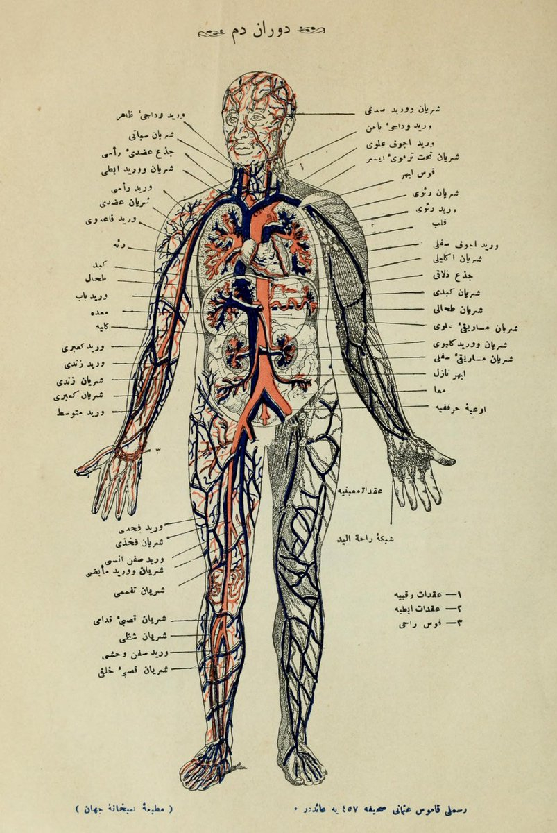 Diagram Of Internal Organs Ottoman Imperial Archives On Twitter Diagram Of Internal Organs