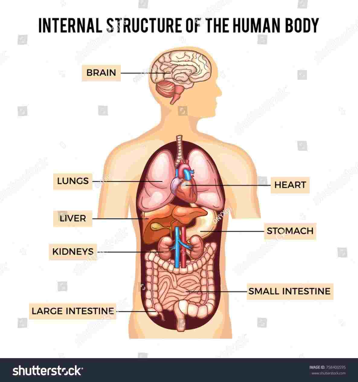 Diagram Of Internal Organs Rhpinterestcom Picture Dream Human Internal Diagram Of The Human