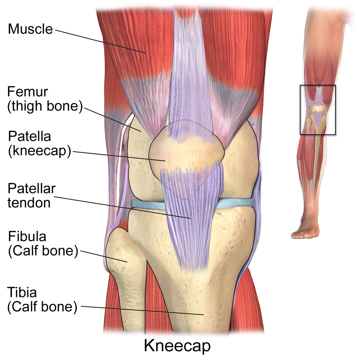 Diagram Of Knee Diagram Of Front Of Knee Wiring Diagram Srconds