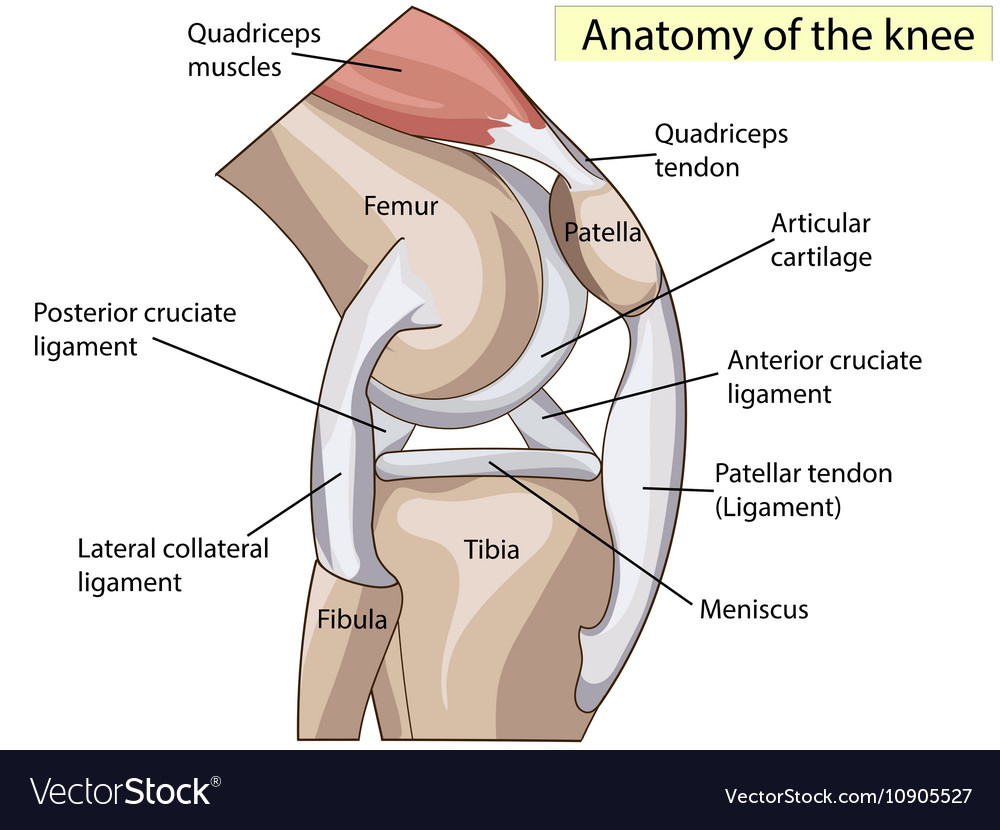 Diagram Of Knee Diagram Of Knee Replacement Wiring Diagram Library