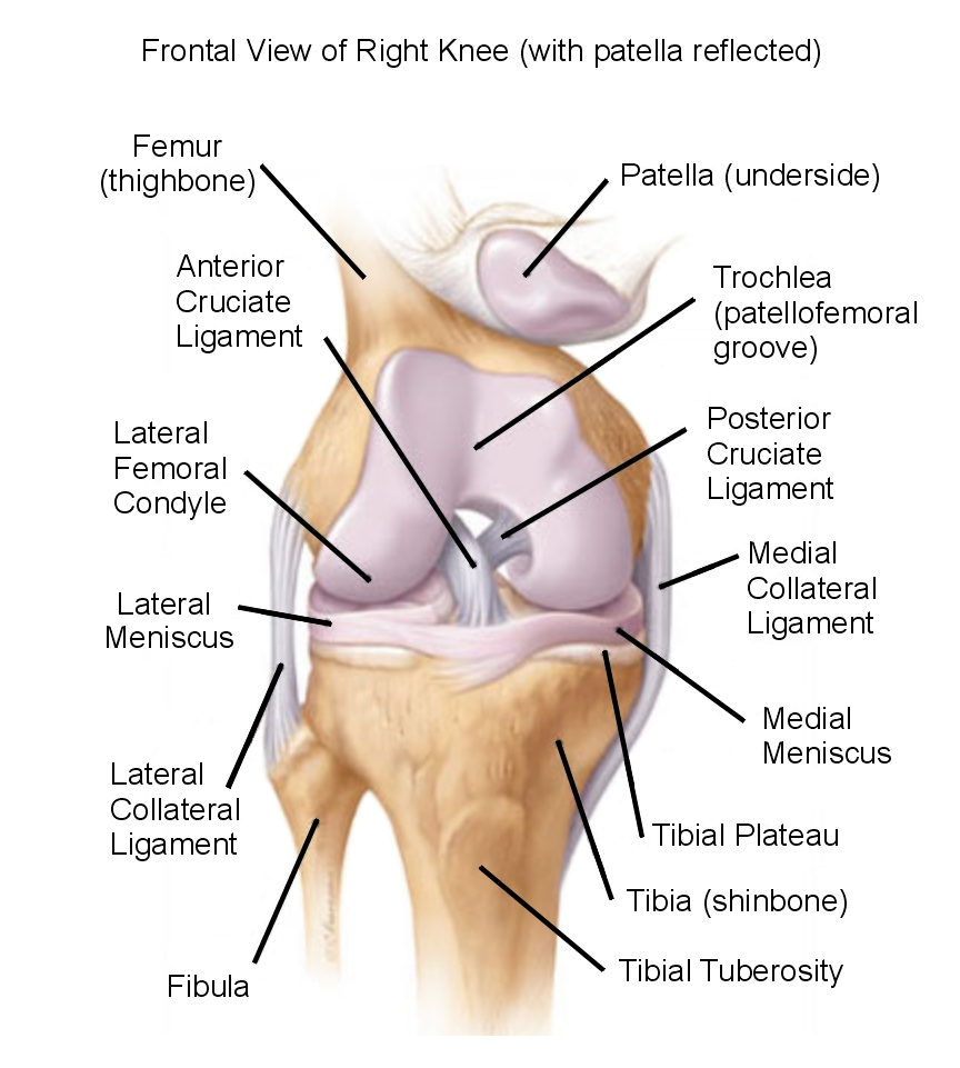Diagram Of Knee Diagrams Frontal View Knee Anatomy Diagram