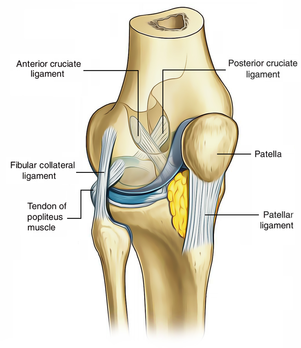 Diagram Of Knee Easy Notes On Ligaments Of The Knee Jointlearn In Just 3 Minutes