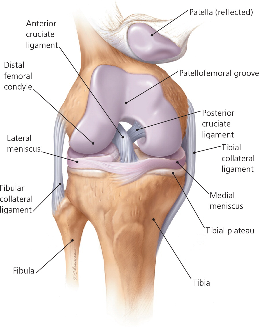 Diagram Of Knee Evaluating Acutely Injured Patients For Internal Derangement Of The