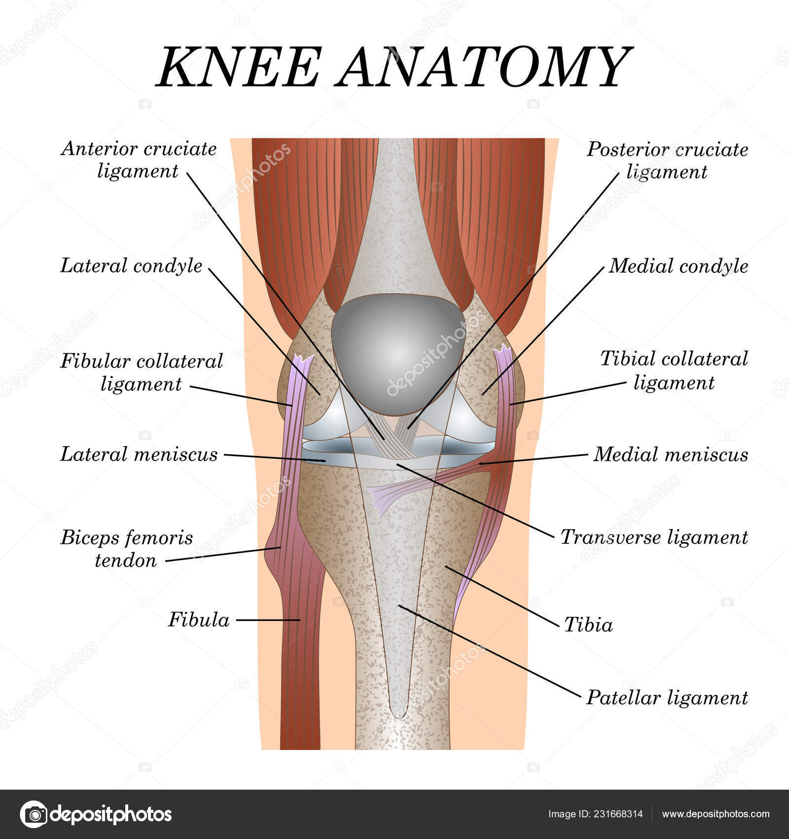 Diagram Of Knee Front Of The Knee Diagram Today Diagram Database
