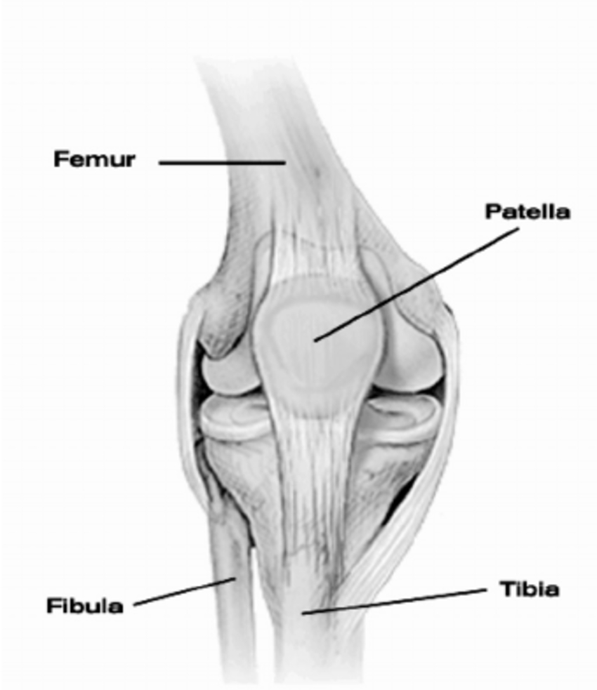 Diagram Of Knee Human Knee Joint With Main Bones Download Scientific Diagram