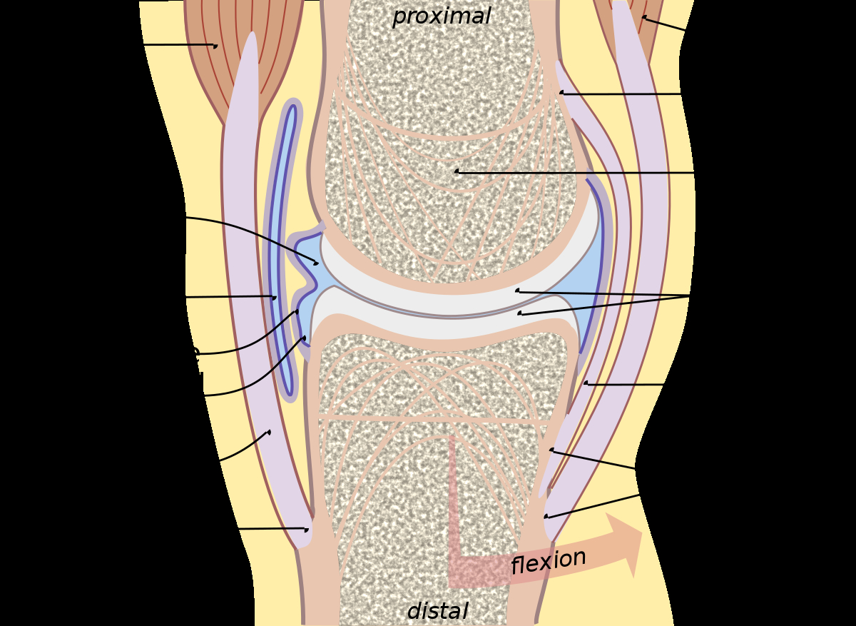 Diagram Of Knee Joint Wikipedia