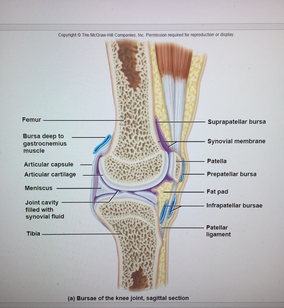 Diagram Of Knee Knee Joint Sagittal Diagram Quizlet