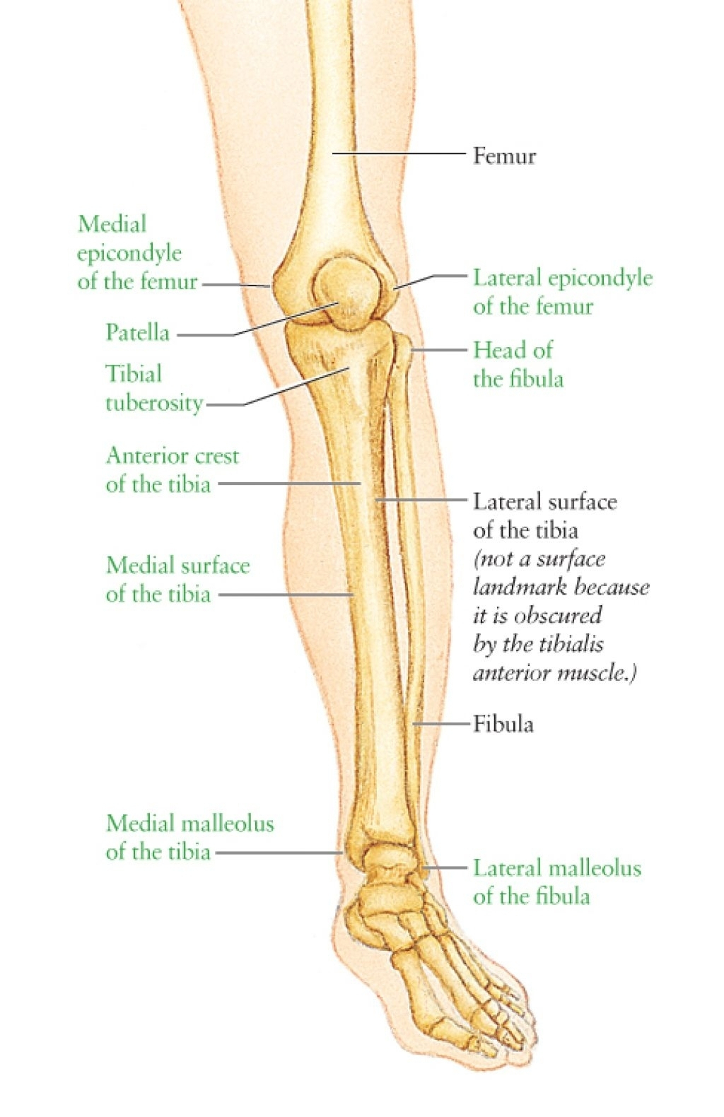 Diagram Of Knee Knee Leg Bone Diagram Wiring Diagrams Show