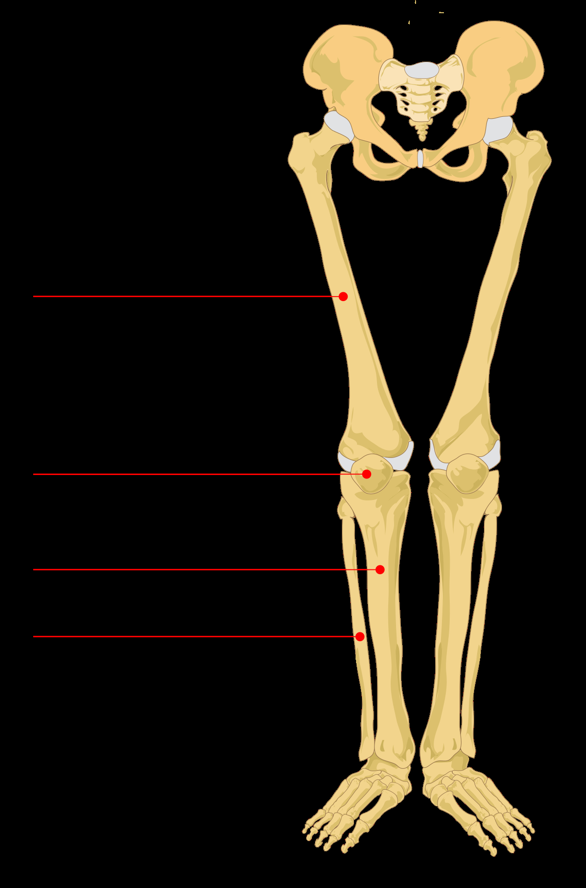Diagram Of Knee Knee Leg Bone Diagram Wiring Diagrams Show