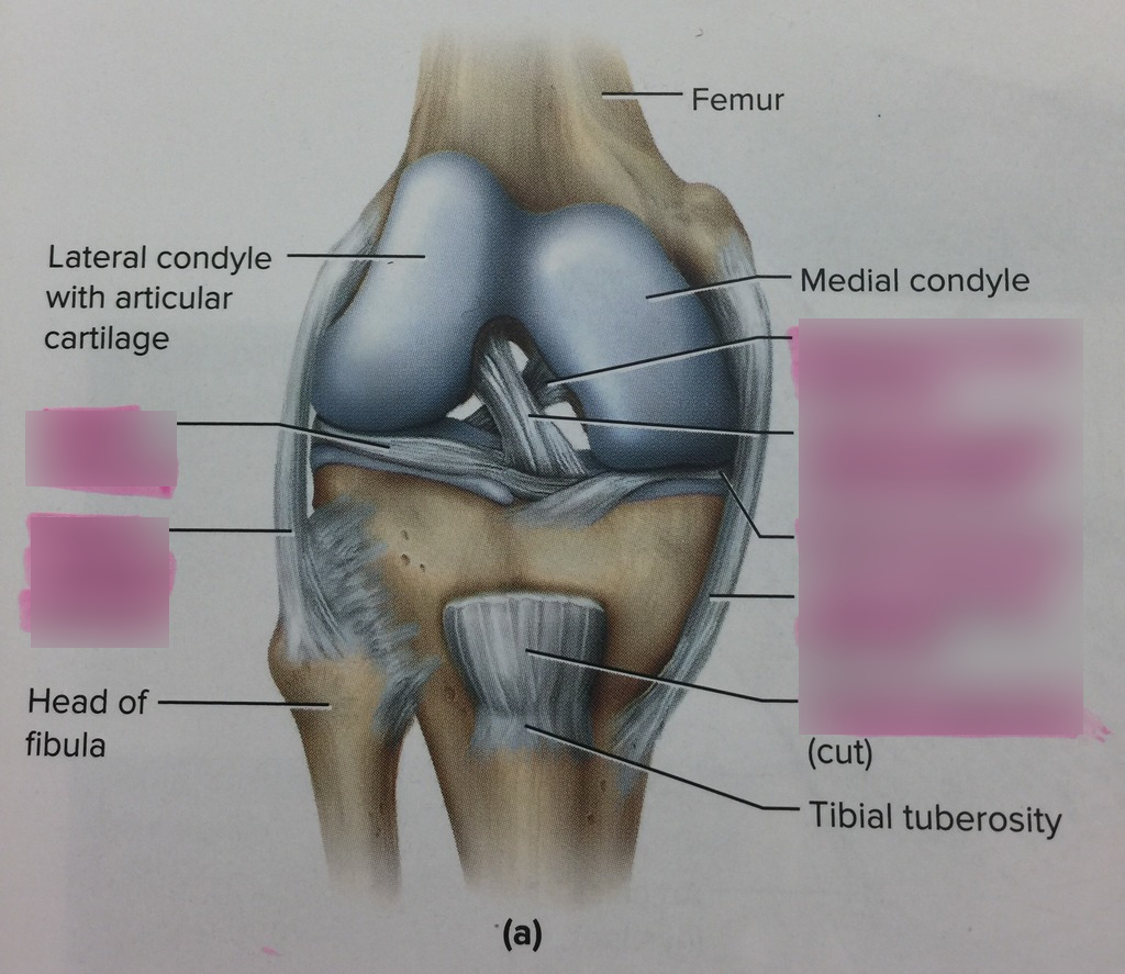 Diagram Of Knee Knee Ligaments Diagram Quizlet