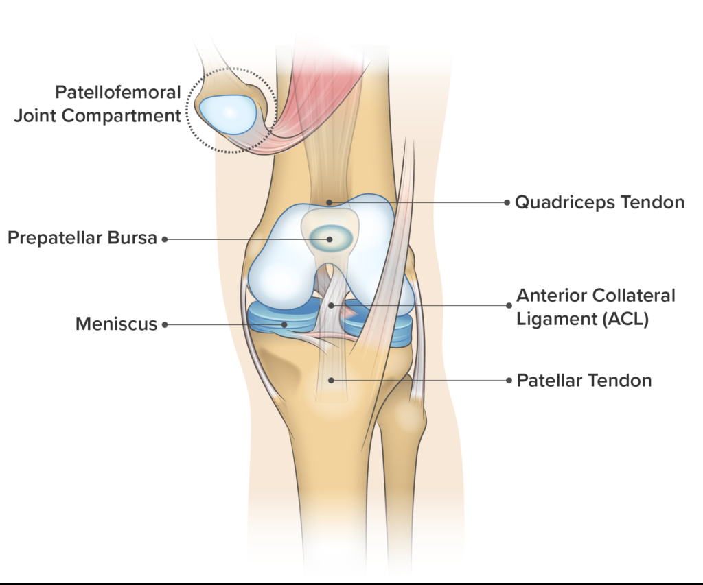 Diagram Of Knee Knee Pain On The Front Of Your Joint Learn Why Spring Loaded