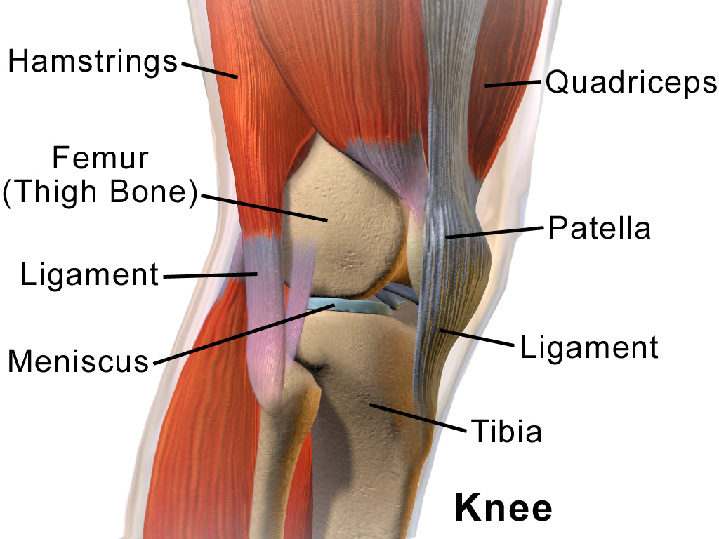 Diagram Of Knee Knee Wikipedia