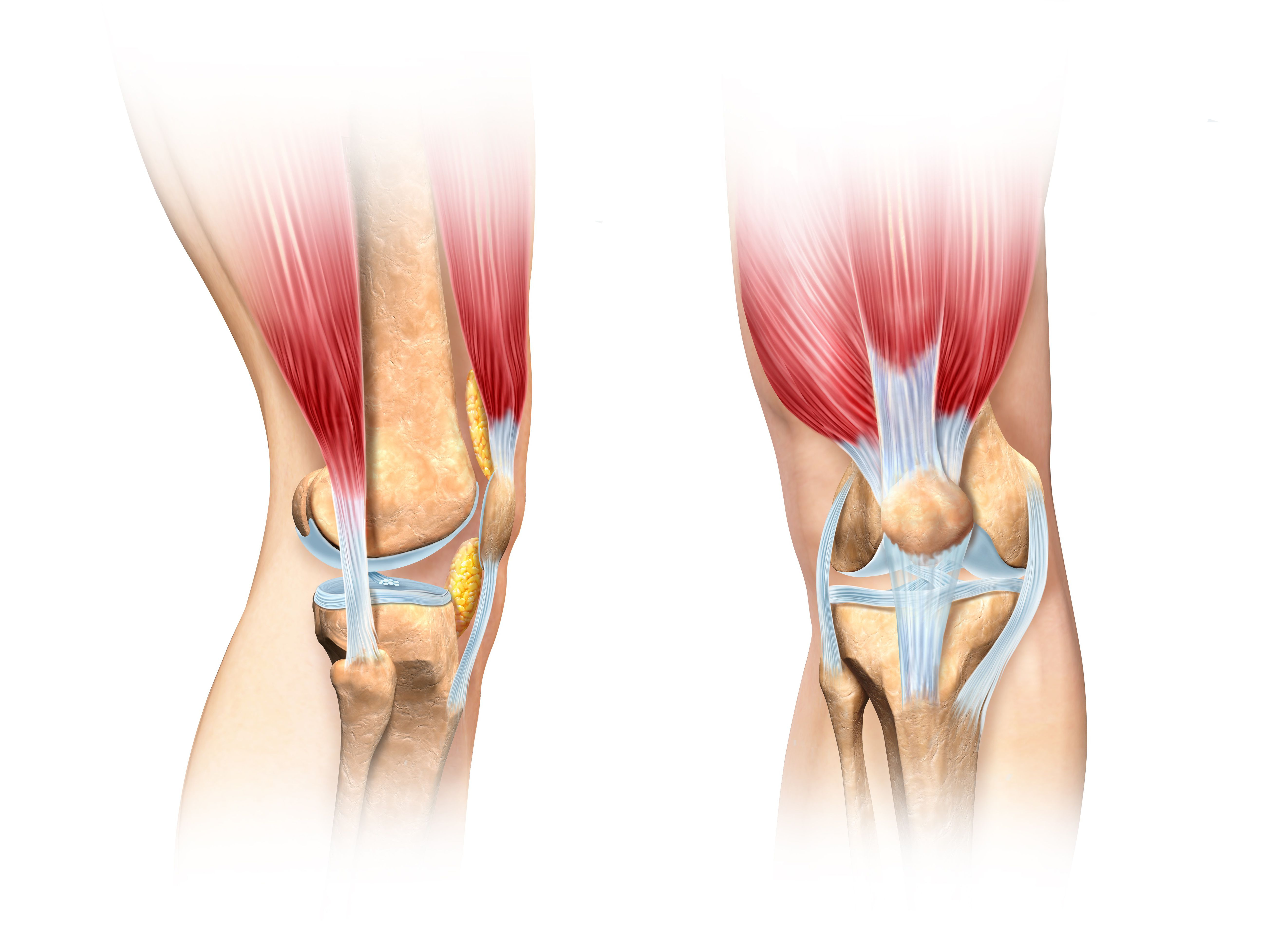 Diagram Of Knee Ligaments Of The Knee Joint