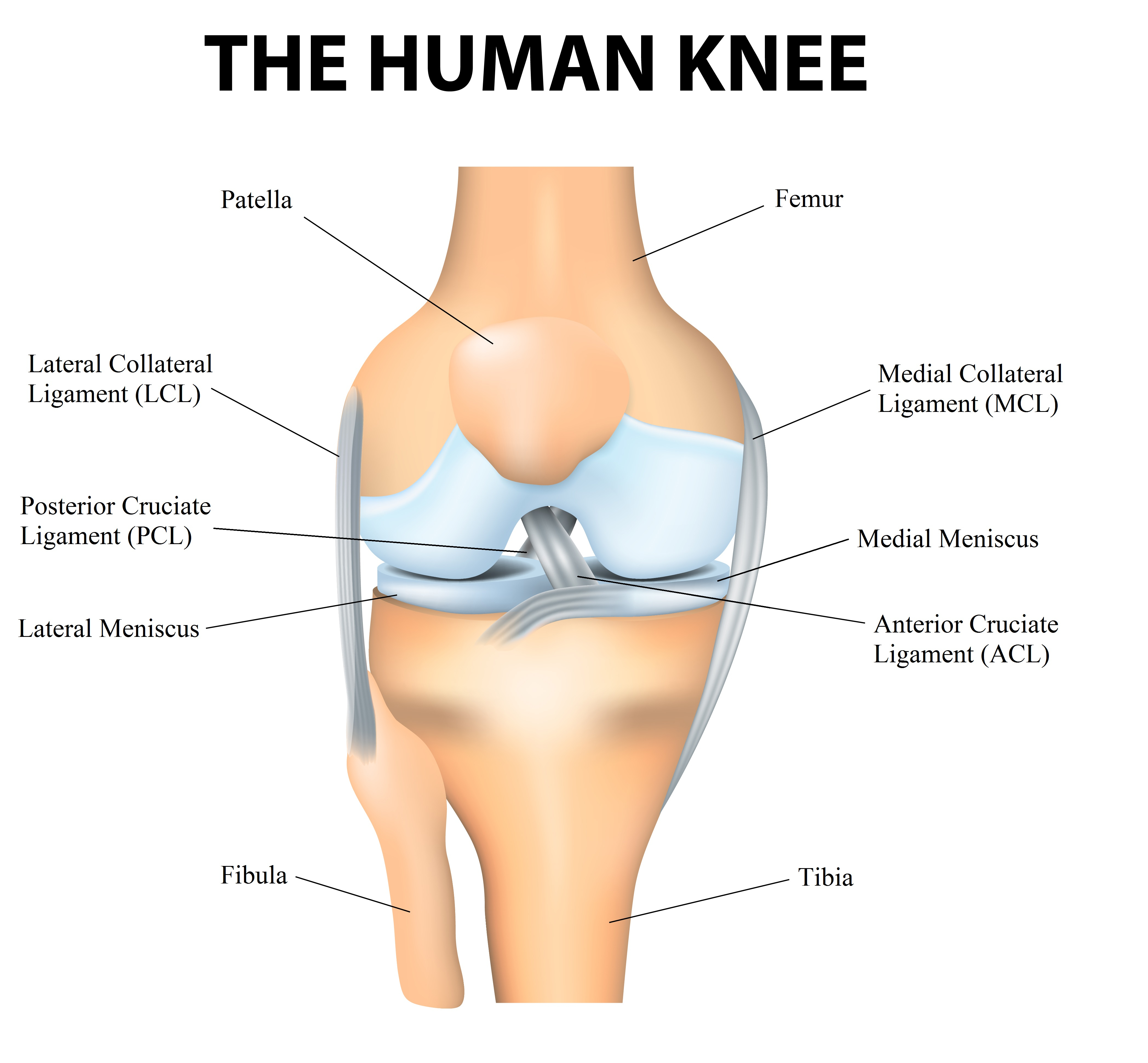Diagram Of Knee Orthopedic Knee Diagram Today Diagram Database