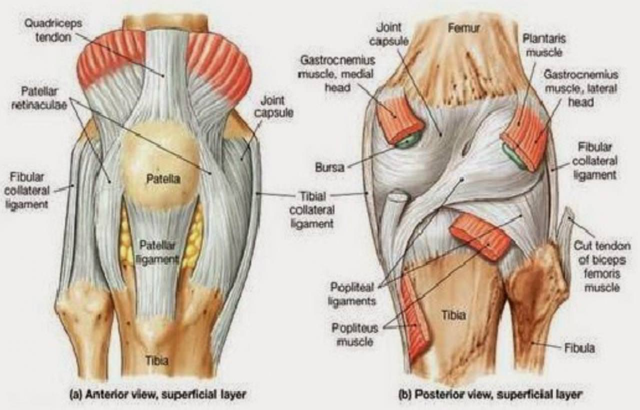 Diagram Of Knee Tendon Behind Knee 5 Easy Stretches That Can Help Eliminate Knee