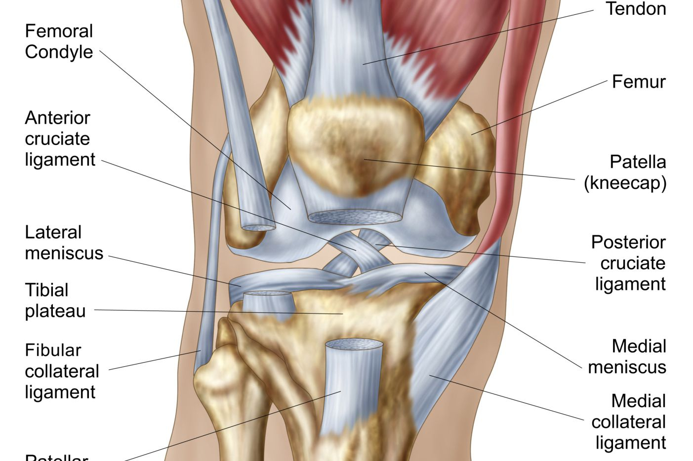 Diagram Of Knee What Is Causing Your Knee Pain