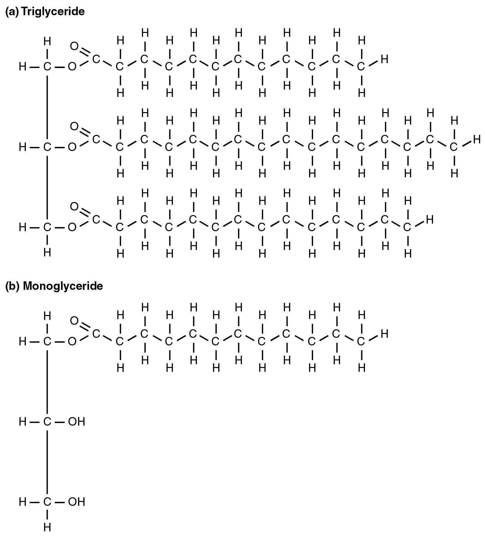 Diagram Of Lipids 243 Lipid Metabolism Anatomy And Physiology