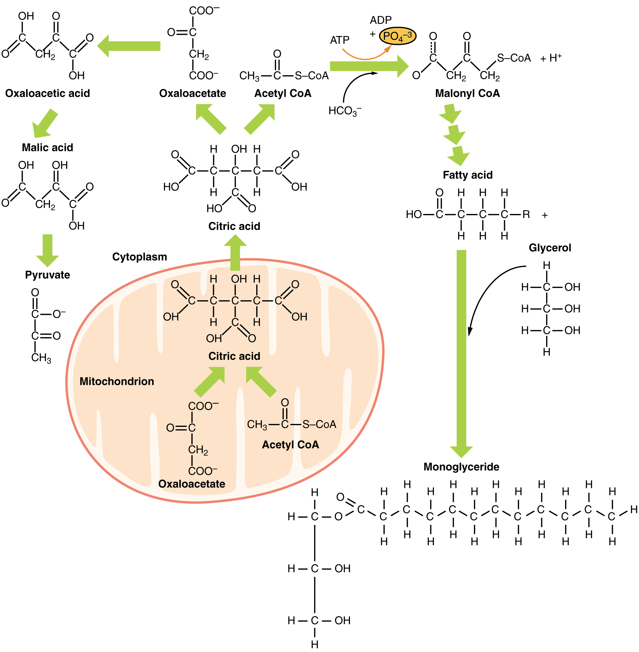 Diagram Of Lipids 243 Lipid Metabolism Anatomy And Physiology