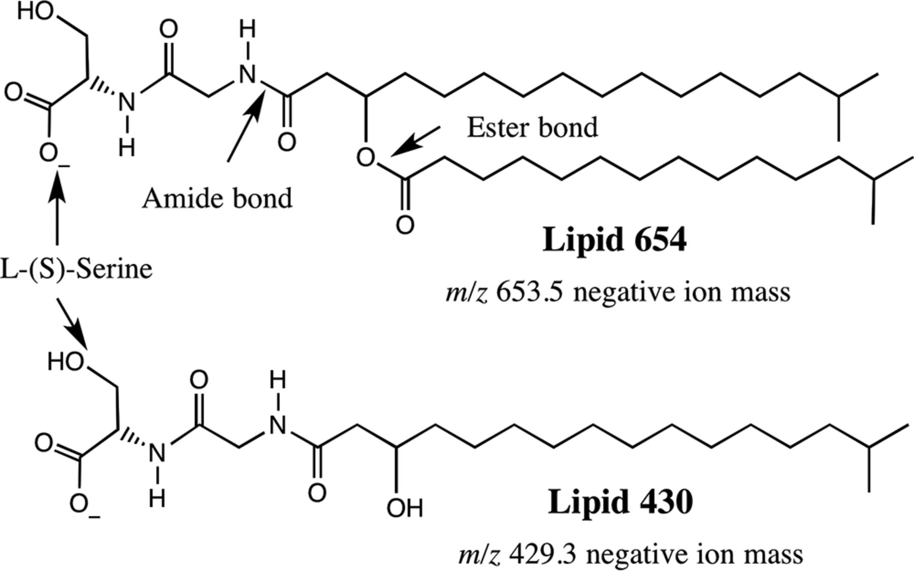 Diagram Of Lipids Are Sphingolipids And Serine Dipeptide Lipids Underestimated