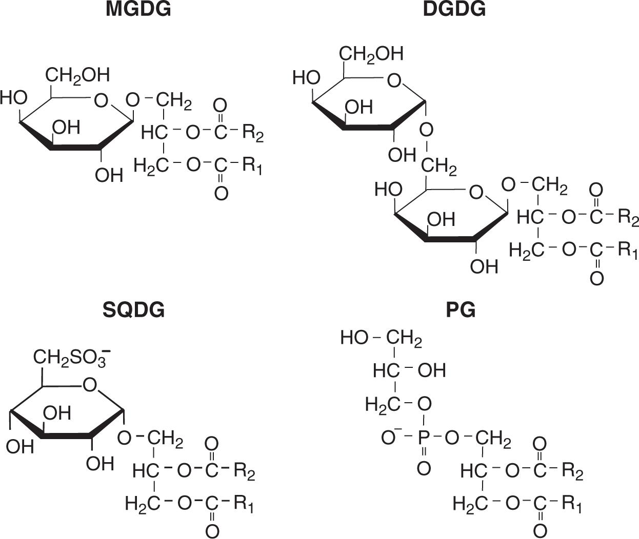 Diagram Of Lipids Biosynthesis And Function Of Chloroplast Lipids Springerlink