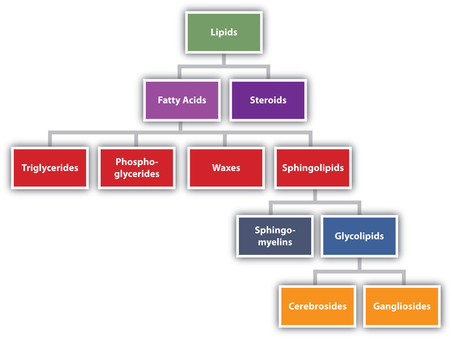 Diagram Of Lipids Lipids