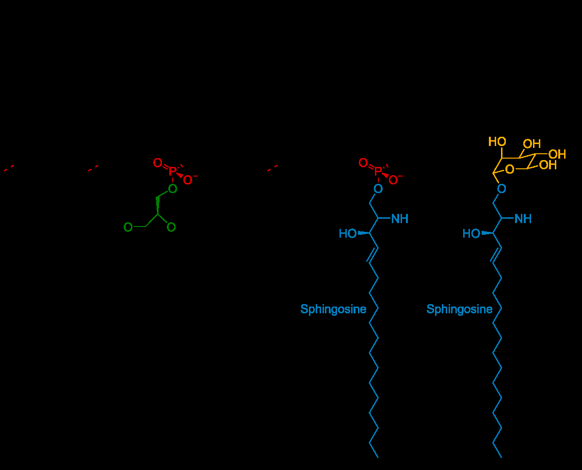 Diagram Of Lipids Membrane Lipid Wikipedia