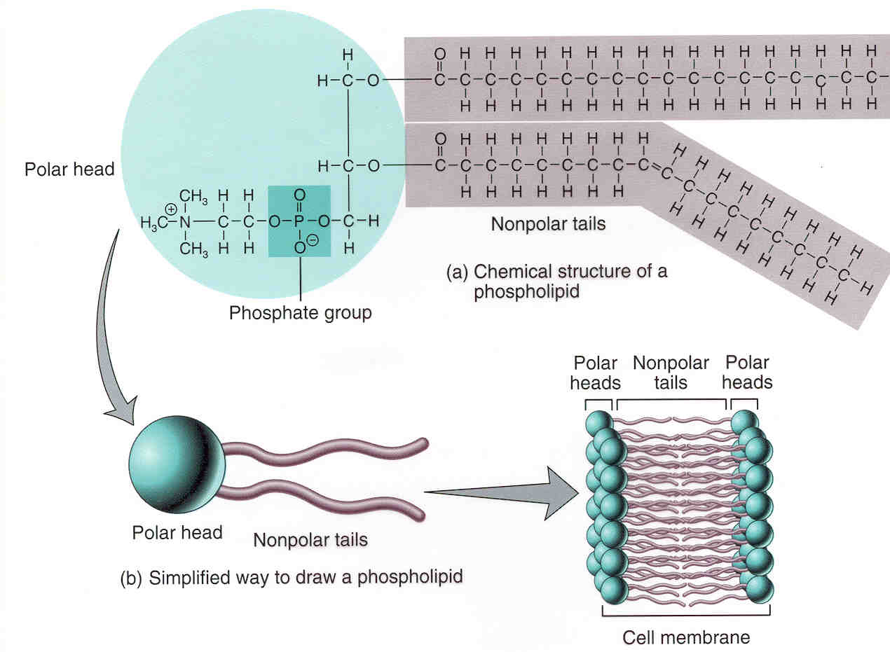 Diagram Of Lipids Phospholipids And Related Complex Lipids