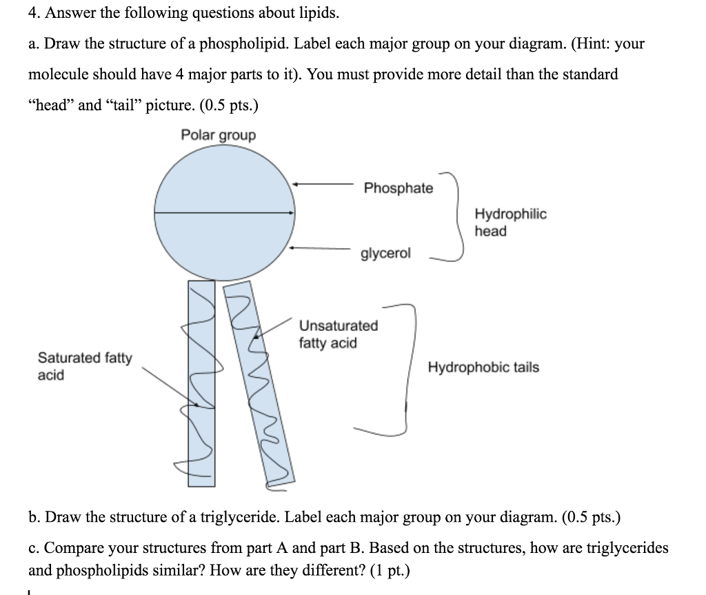 Diagram Of Lipids Solved 4 Answer The Following Questions About Lipids A