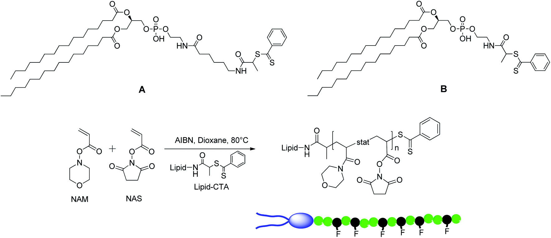 Diagram Of Lipids Synthesis Of Multifunctional Lipidpolymer Conjugates Application