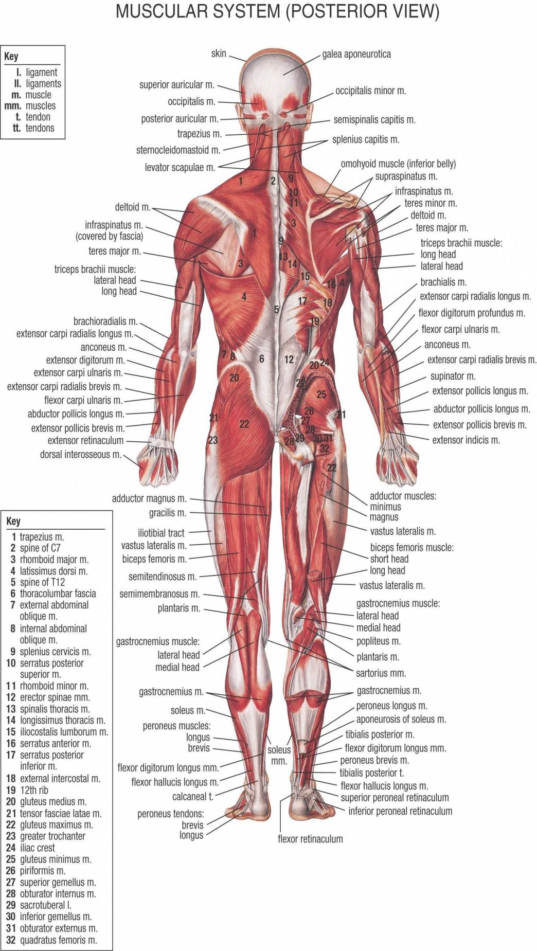 Diagram Of Organs Anatomy Back Of Ankle Female Anatomy Diagram Organs Human Body