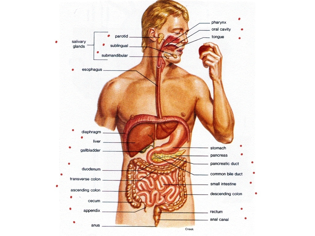 Diagram Of Organs Body Diagram Organs