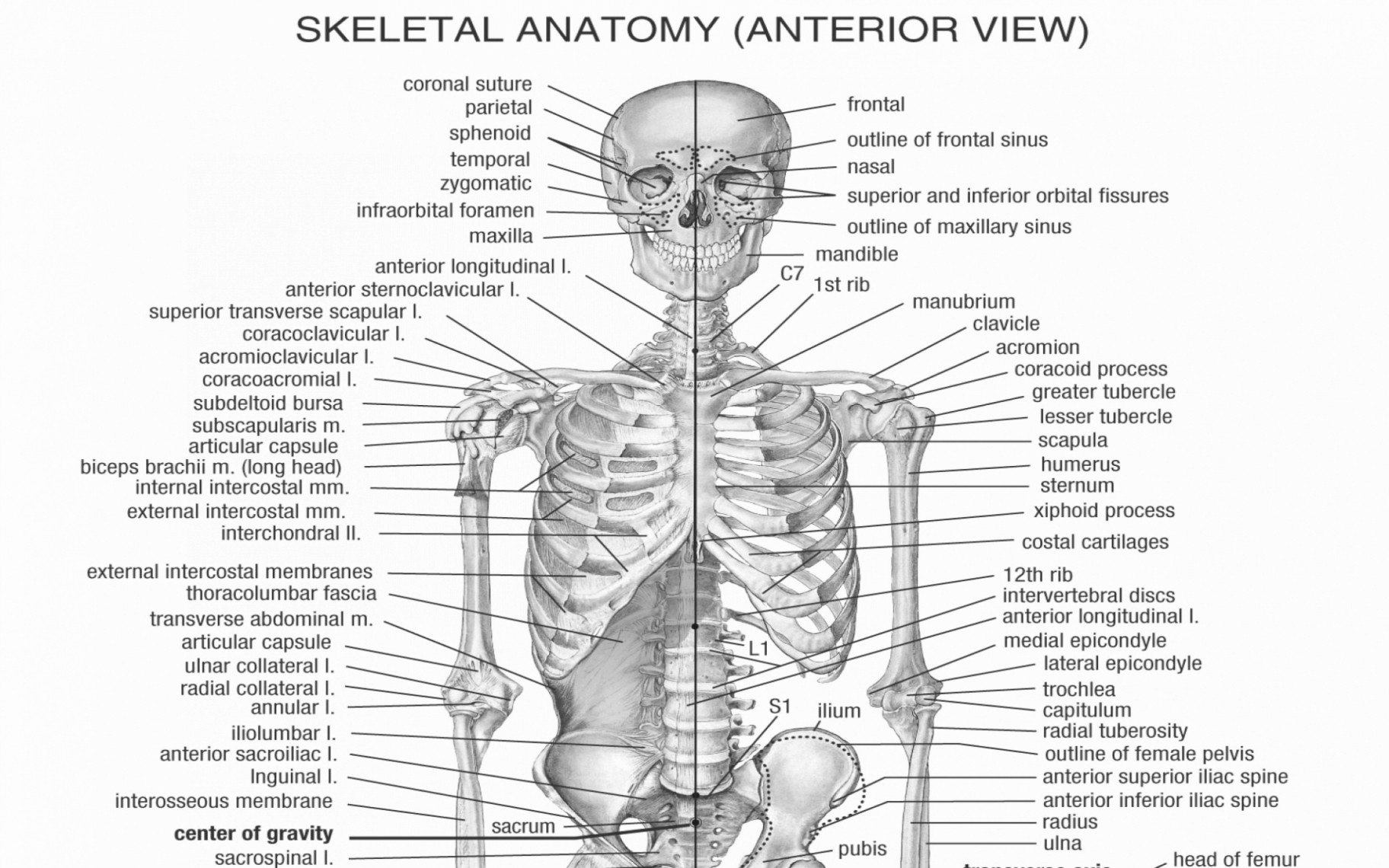 Diagram Of Organs Diagram Of Female Body Steven Hill