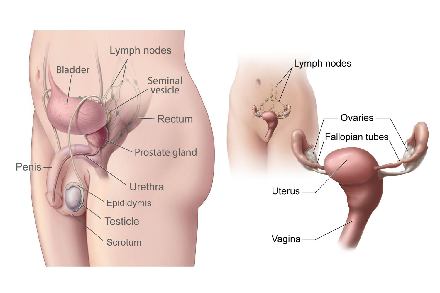 Diagram Of Organs Female Internal Organs Diagram New Male And Female Gonads Testes And
