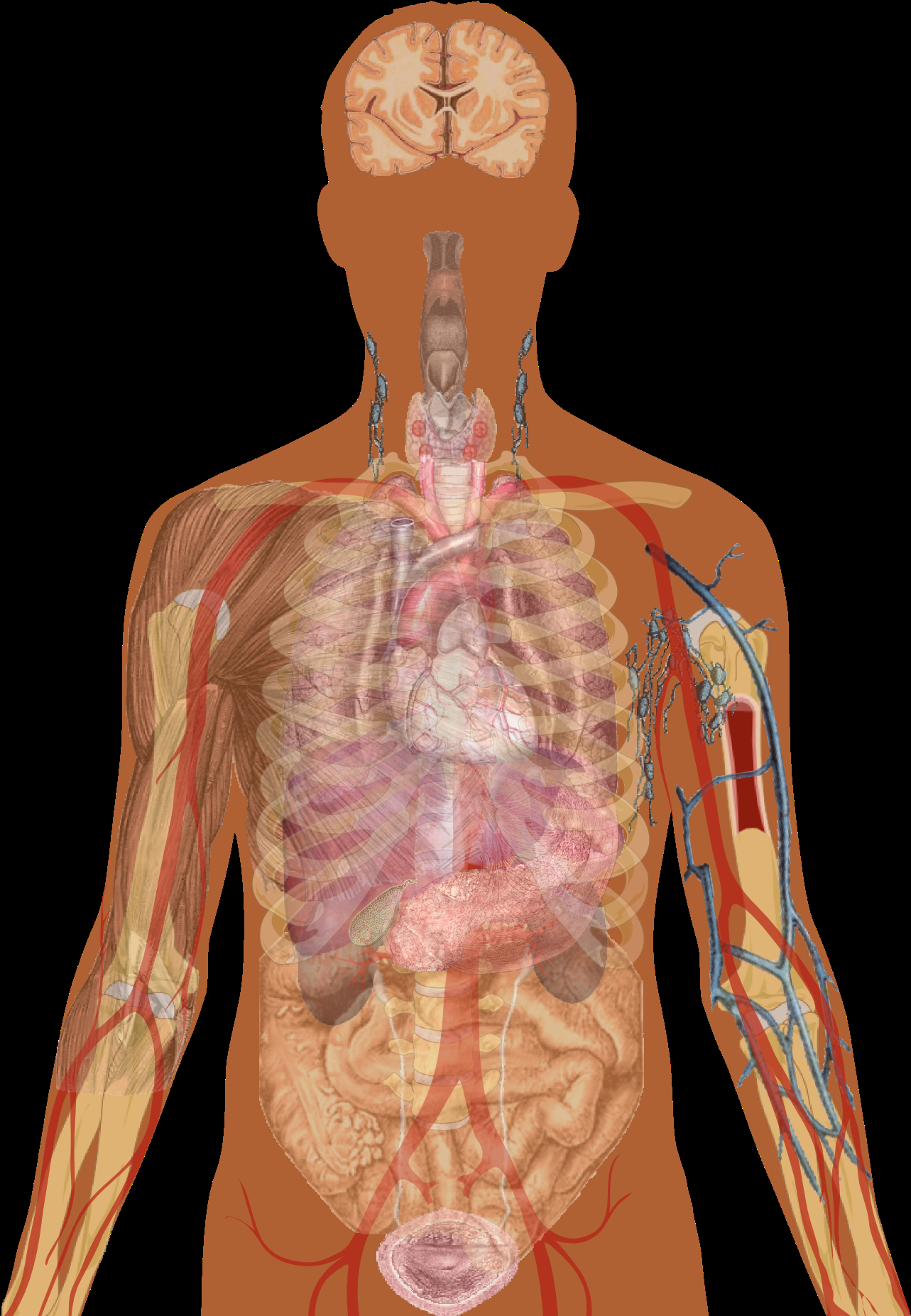 Diagram Of Organs Hd Man Shadow With Organs Human Body Organs Unlabelled Diagram