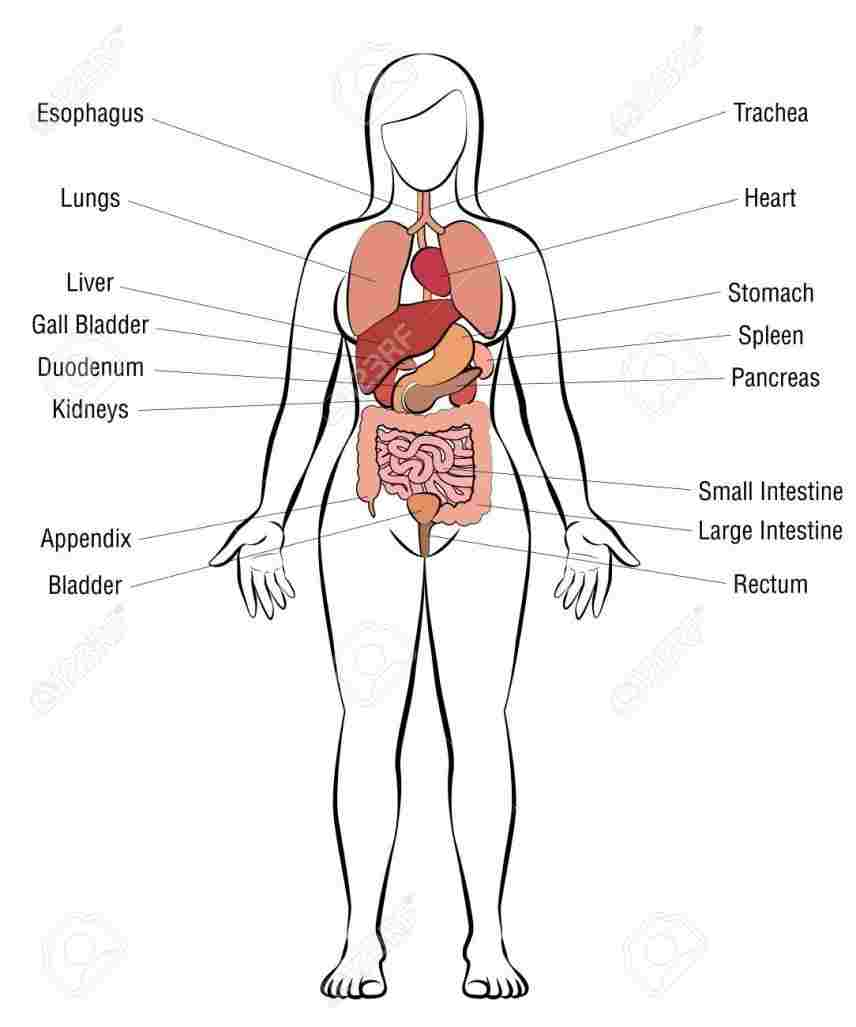 Diagram Of Organs Human Body Diagram Of Organs Projects To Try Rhpinterestcom Anatomy