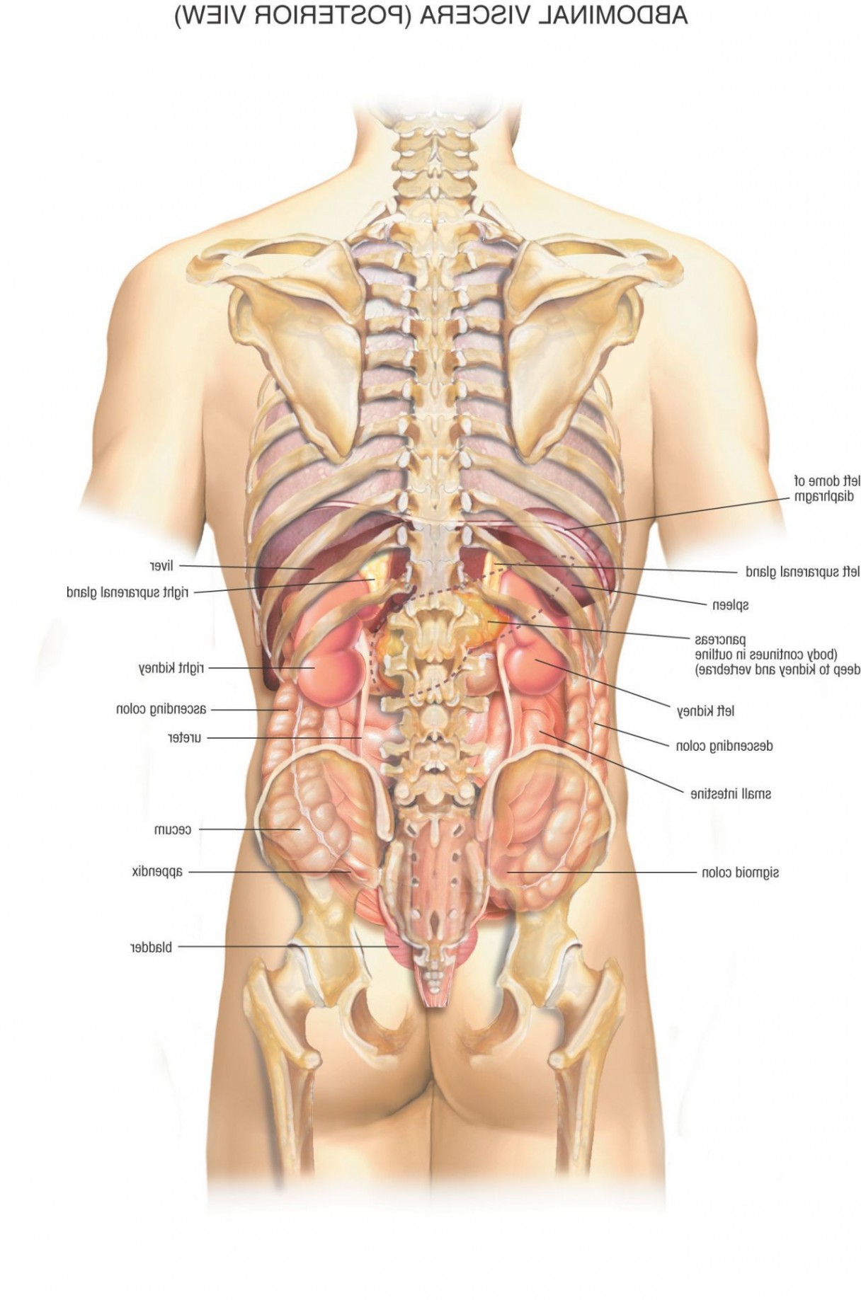 Diagram Of Organs Human Body Organs Labeled Diagram Elegant Human Body Organs Anatomy