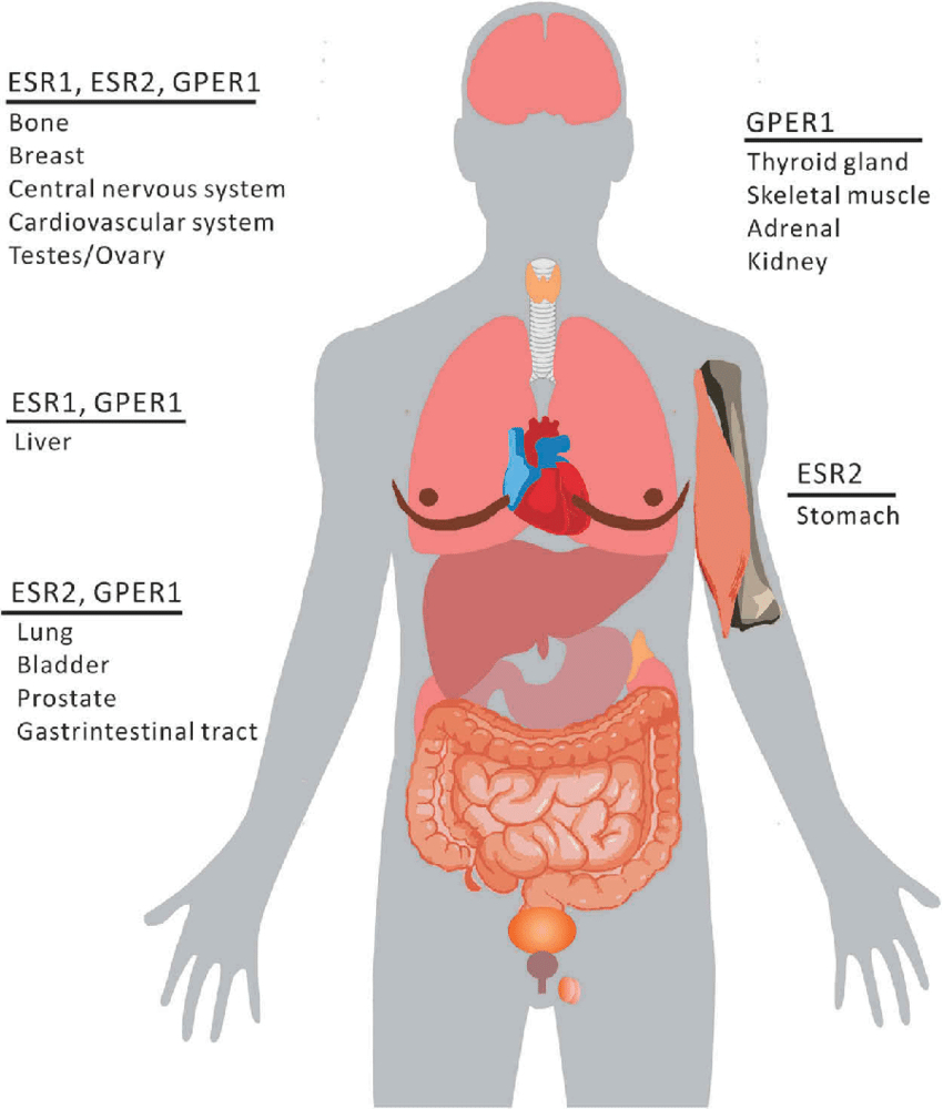 Diagram Of Organs Schematic View Of Esr Distribution In Organs Download Scientific