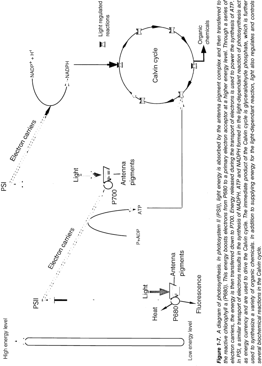 Diagram Of Photosynthesis A Diagram Of Photosynthesis In Photosystem Ii Psii Light Energy