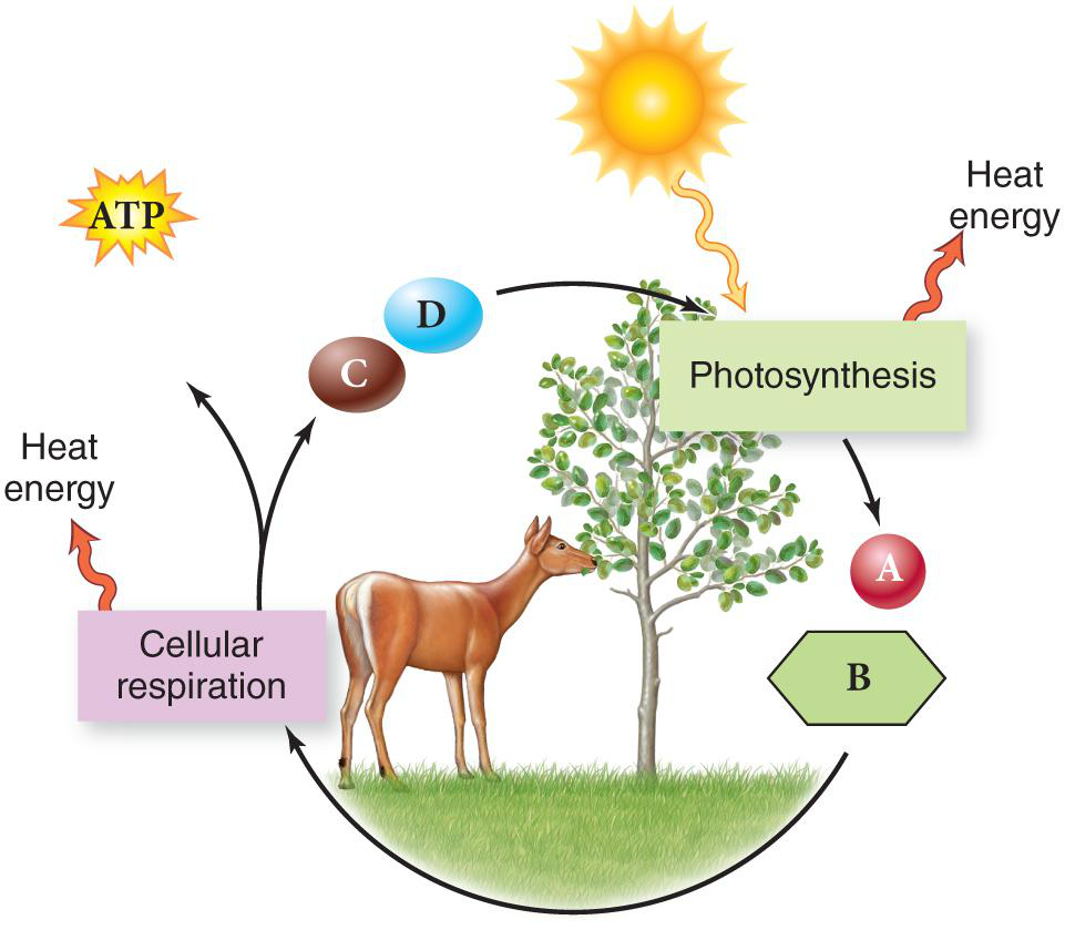 Diagram Of Photosynthesis Bio 1111 Chapter 5 Photosynthesis Diagram Quizlet
