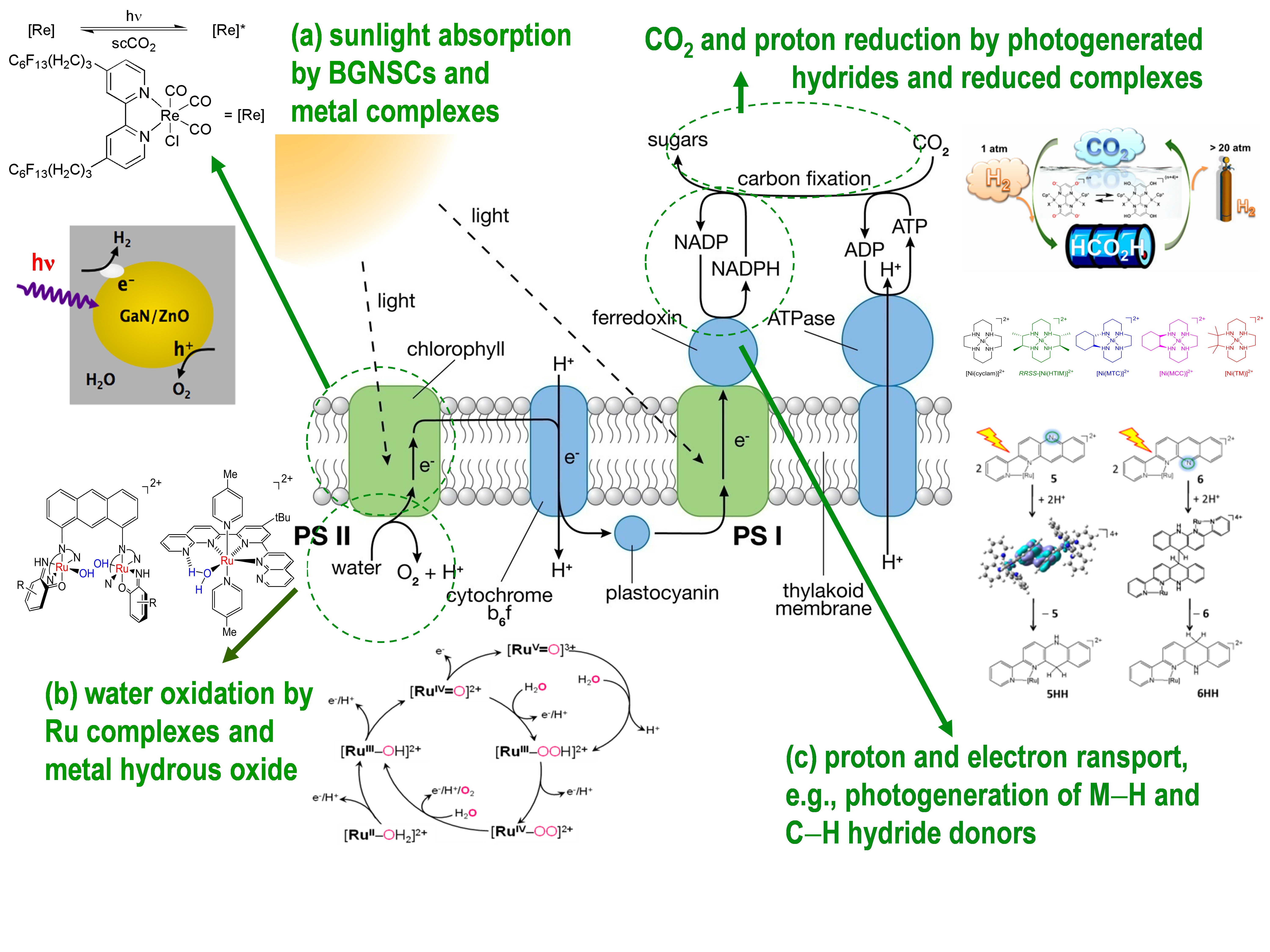 Diagram Of Photosynthesis Bnl Chemistry Artificial Photosynthesis Group