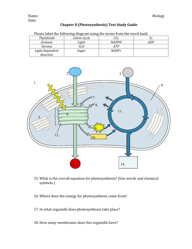Diagram Of Photosynthesis Chapter 8 Test Study Guide