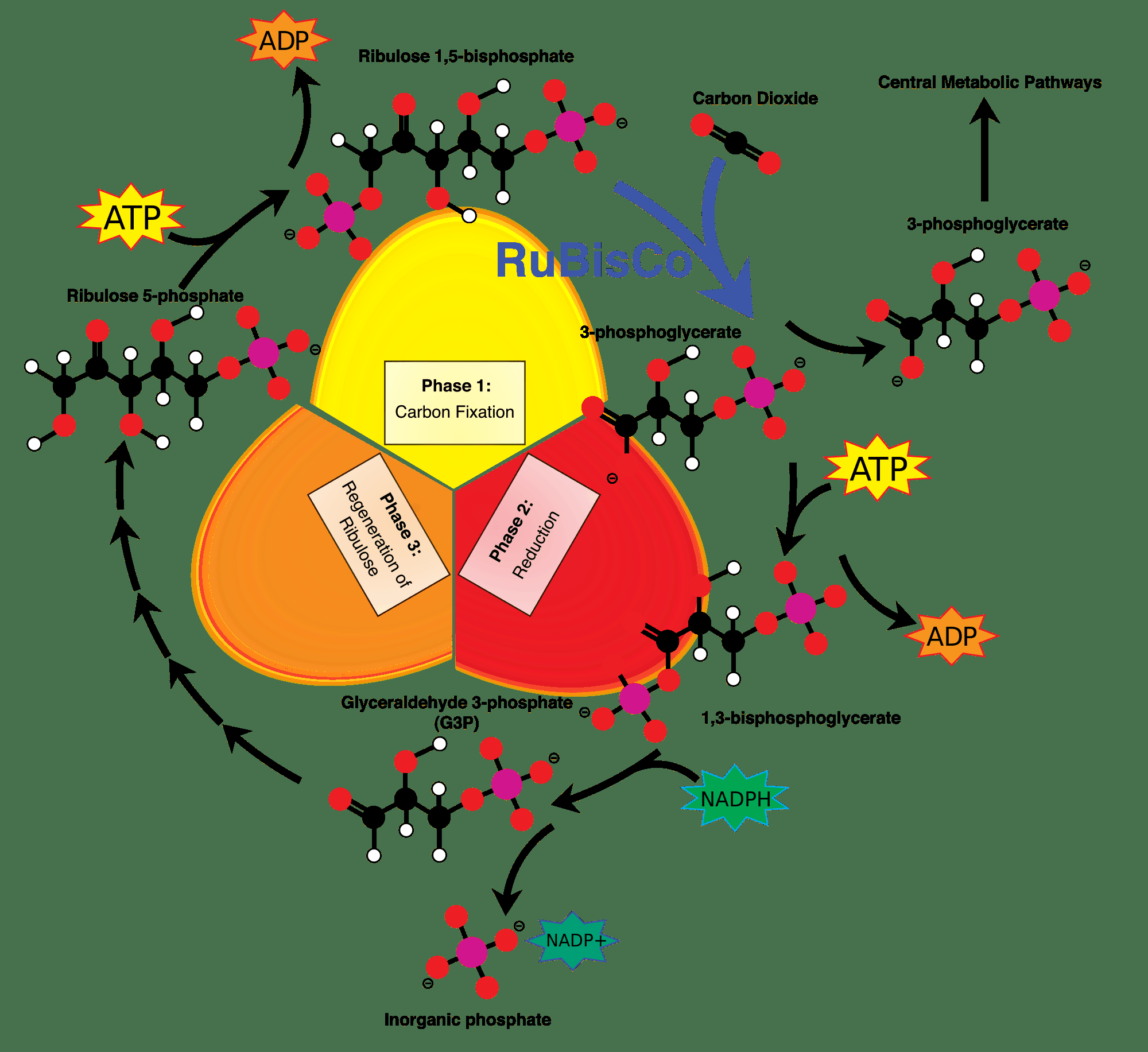 Diagram Of Photosynthesis Diagram And Explanation Of The Calvin Cycle